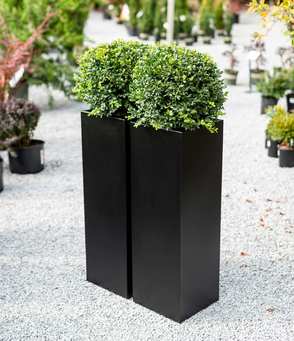 Two shrubs in two tall square Layer Skyscraper planters side by side.